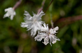 Sandnejlika (Dianthus arenarius)