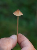 Skogsrödhätting (Entoloma cetratum)