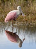 Roseate Spoonbill (Platalea ajaja)