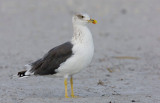 Lesser Black-backed-Gull (Larus fuscus graellsii)