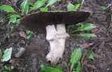 Brunfjllig champinjon (Agaricus pseudovillaticus)