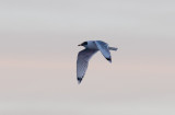 Pallas´s Gull (Ichthyaetus ichthyaetus)
