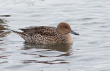 Northern Pintail (Anas acuta)