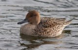 Northern Pintail (Anas acuta)