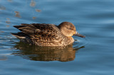 Eurasian Teal (Anas crecca)