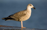 Great Black-backed Gull (Larus marinus)