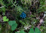 Grönskål (Chlorociboria aeruginascens)