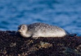 Common Seal (Phoca vitulina))