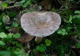 Skogsriska (Lactarius trivialis)