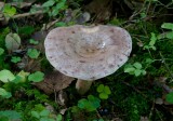 Skogsriska (Lactarius trivialis)  