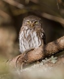 Eurasian Pygmy-Owl (Glaucidium passerinum)