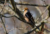 Hawfinch (Loxia pytyopsittacus)