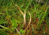 Stråfingersvamp (Clavaria straminea)