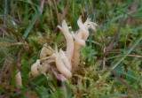 Vridfingersvamp (Clavaria amoenoides)