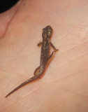 Mindre vattensalamander (Triturus vulgaris)	