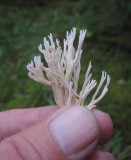 Anisfingersvamp (Ramaria gracilis)