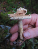 Spenslig fjllskivling (Lepiota clypeolaria)