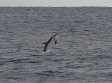 Fläckig delfin