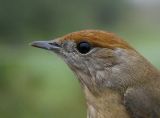 Eurasian Blackcap (Sylvia atricapilla), 1K