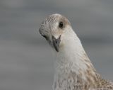 Lesser Black-backed Gull (Larus fuscus), 1K
