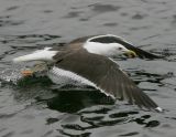 Lesser Black-backed Gull (Larus fuscus)