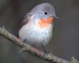 Red-breasted Flycatcher (Ficedula parva)