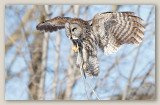 Great Gray Owl/Chouette lapone