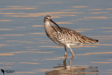 Eurasian Curlew (Numenius arquata)