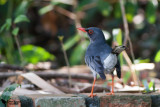 Red-legged Thrush (Turdus plumbeus)