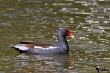 Common moorhen (Gallinula chloropus)