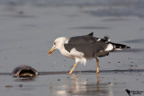 Heuglin’s Gull(Larus fuscus heuglini)