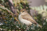 Common Chiffchaff(Phylloscopus collybita)