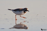 Common Ringed Plover (Charadrius hiaticula)