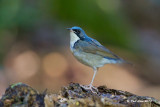 Siberian Blue Robin (Male) Sub adult