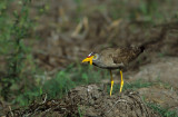 Wattled Plover (Lelkievit)