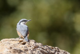 Rock Nuthatch (Rotsklever)