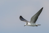 White-winged Tern (Witvleugelstern)