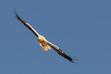 Egyptian Vulture (Aasgier)