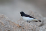 Humes Wheatear (Humes Tapuit) 