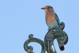 Indian Roller (Indische Scharrelaar)