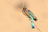 Indian Roller (Indische Scharrelaar)