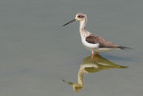 Black-winged Stilt (Steltkluut)