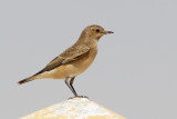 Pied Wheatear (Bonte Tapuit)