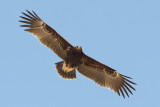 Greater Spotted Eagle (Bastaardarend)