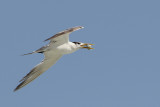 Swift Tern (Grote Kuifstern)
