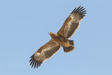 Steppe Eagle (Steppearend)