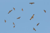 Steppe Eagle (Steppearend) & Greater Spotted Eagle (Bastaardarend)