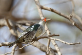 Diederik Cuckoo (Diederikkoekoek)