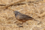 Cinnamon-breasted Bunting (Zevenstrepengors)