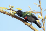 Shining Sunbird (Abessijnse Honingzuiger)